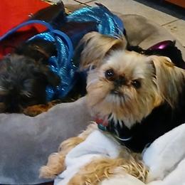 Brussels Griffons from Carol's Brussels Griffon