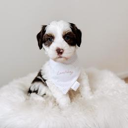 Ást - Love litter - Tri-color male Australian Labradoodle puppy in Syracuse, Florida from The Doodle Cove