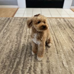 Estrella - Poodle