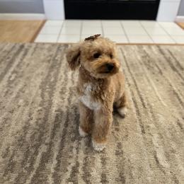 Estrella - Poodle
