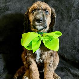 Elijah (Green Collar) - Brown male Poodle puppy in Austin, Texas from Haylee’s Pups & Paws
