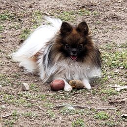 Finny - Pomeranian