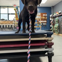 Labrador Retriever Puppies from Rose Gold Retrievers