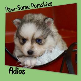 Adios - Silver and white male Pomsky puppy in Krum, Texas from Paw-Some Pomskies