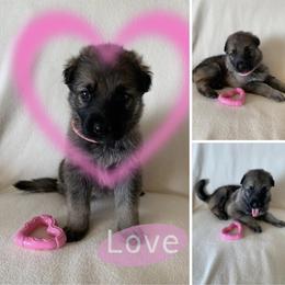 German Shepherd Puppies from Devon Rugerio's German Shepherds