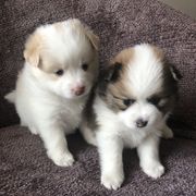 Alaskan Klee Kai and Pomsky Puppies from Dana Peterson
