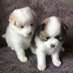 Alaskan Klee Kai and Pomsky Puppies from Dana Peterson