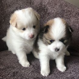Alaskan Klee Kai and Pomsky Puppies from Dana Peterson