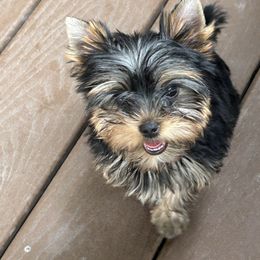 Blue boy - Blue and gold male Yorkshire Terrier puppy in Erda, Utah from Earthmountain Yorkies