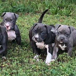 American Bully Puppies from Bolt Action Kennel