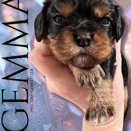 Gemma - Black and tan female Cavalier King Charles Spaniel puppy in Ammon, Idaho from Ammon Acres Cavaliers