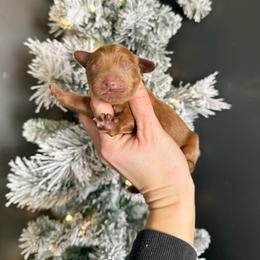 Cortado - Red male Australian Labradoodle puppy in Wamego, Kansas from Doodles of Oz