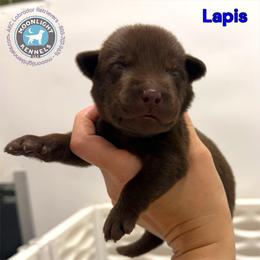Lapis - Chocolate male Labrador Retriever puppy in Elloree, South Carolina from Moonlight Kennels LLC