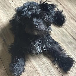 Yorkshire Terriers from Huggable Yorkies