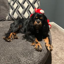 Elvis - Cavalier King Charles Spaniel