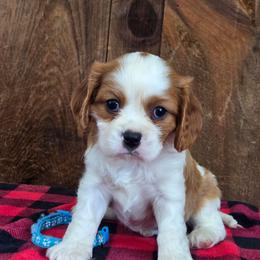Cooper - Blenheim male Cavalier King Charles Spaniel puppy in Preston, Maryland from Katie's Pups