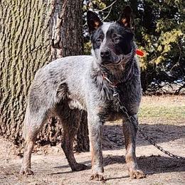 Ace in the Hole - Blue mottled male Australian Cattle Dog puppy in Buffalo Valley, Tennessee from Buffalo Valley Breeders