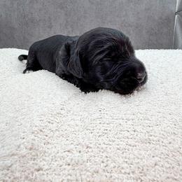 Cher - Black female Australian Labradoodle puppy in Denton, Texas from Liberty Hill Labradoodles