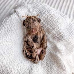 Poppy - Merle female Goldendoodle puppy in Greencastle, Indiana from Willow & Co.