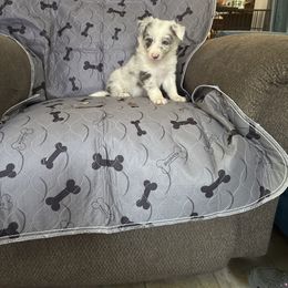 Jax - Slate merle male Border Collie puppy in Defuniak Springs, Florida from Blue Cypress Stock dogs