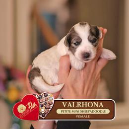 Valrhona - Blue merle and white female Sheepadoodle puppy in Cleveland, Tennessee from Narrow Path Old English & Sheepadoodles
