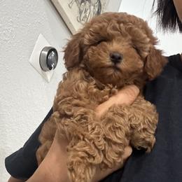 Boy 3 - male Poodle puppy in Coppell, Texas from Chae’s Fam