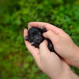 Companion Cross, Mal-Shi, Maltese, Maltipoo, Morkie, and Shih Tzu Puppies from Seeking Shalom Acres Maltese, Maltipoos & Havamalts