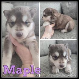 Maple - Red and white female Siberian Husky puppy in Wheeler, Michigan from Haase Family Kennels
