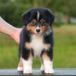 Shiloh - Black tri female Miniature American Shepherd puppy in Palacios, Texas from Coastal’s Miniature American Shepherds