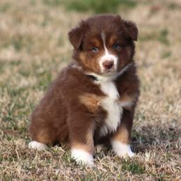 Jackie  blue eyes  red tri - Red tri-color female Australian Shepherd puppy in Cookeville, Tennessee from Spring Creek Aussies