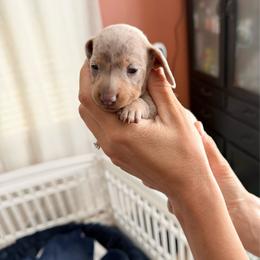 Tulip -  4500 AKC - Dapple female Dachshund puppy in Indian Trail, North Carolina from Hilda’s Teenie Weenies