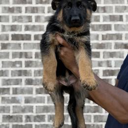 German Shepherd Puppies from vomkdbanksgermanshepherds