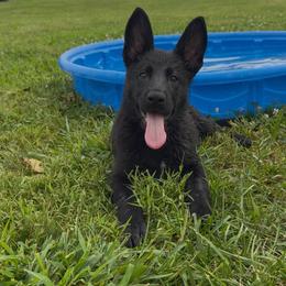 Dark pink - Black female German Shepherd puppy in Midway, Kentucky from Von Charry German Shepherd’s