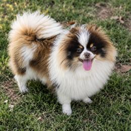 Reece - Pomeranian