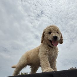 (Marine) Seamus Marine - Parti male Goldendoodle puppy in Houston, Texas from Were The Mack'Doodles