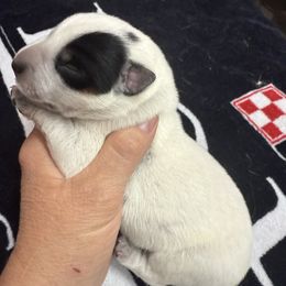 Albert - Blue male Australian Cattle Dog puppy in Billings, Montana from Sugarloaf French bulldogs