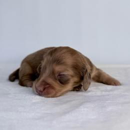 Phoenix Valor - Dapple male Dachshund puppy in Sacramento, California from HEFFERNAN HOUNDS