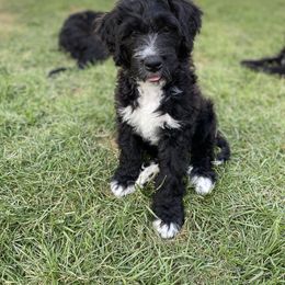 Bernedoodle Puppies from Doggy Darlins