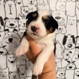 Black tri female - Black tri-color female Australian Shepherd puppy in Ashland, Ohio from SS Australian Shepherds