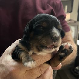Girl 3 - Black and tan female Cavalier King Charles Spaniel puppy in Morriston, Florida from Cutesy Cavaliers