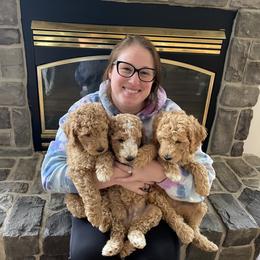 Goldendoodle Puppies from Hannah Mae Doodles