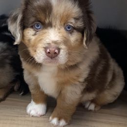 Kyle - Red merle male Miniature Australian Shepherd puppy in Commerce, Georgia from Magnolia Pawz Aussies