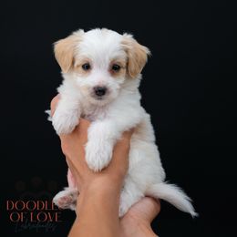 Miss Yellow - Caramel red female Labradoodle puppy in Travelers Rest, South Carolina from Doodles of Love Labradoodles
