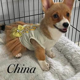 China - White and red female Pembroke Welsh Corgi puppy in Hesperia, California from Amatskennel - Stubby Tails Ranch