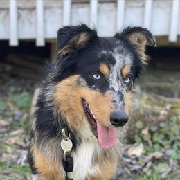 Australian Shepherd All Grown Up from Barn House Aussies