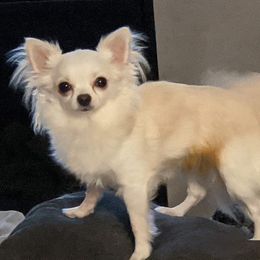 Simon - Chihuahua