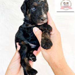 Aussiedoodle and Australian Mountain Doodle Puppies from Ridgeline Doodles