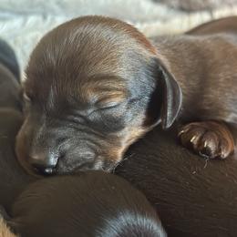 Dachshunds from Lola’s Doxies