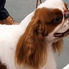 English Toy Spaniels from Sirius' Kennels