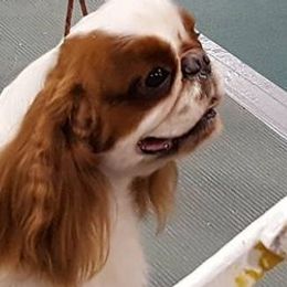 English Toy Spaniels from Sirius' Kennels